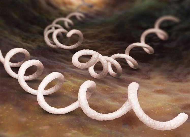 Treponema axente causante da prostatite
